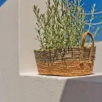 Olia